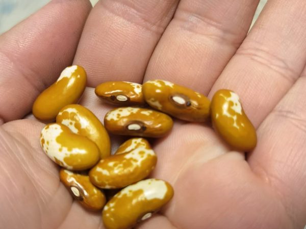 Appaloosa Bush Besn 10 Seeds